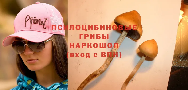 Галлюциногенные грибы Psilocybine cubensis  Морозовск 